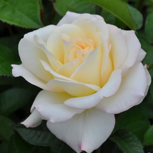 Csokros - Rózsa - True Love® - Online rózsa vásárlás